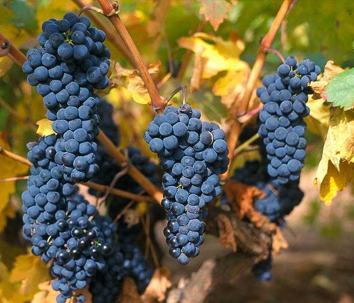 Лучшие винные сорта винограда для Подмосковья, севера, южных регионов   описание лучших винных сортов винограда, фото, отзывы садоводов