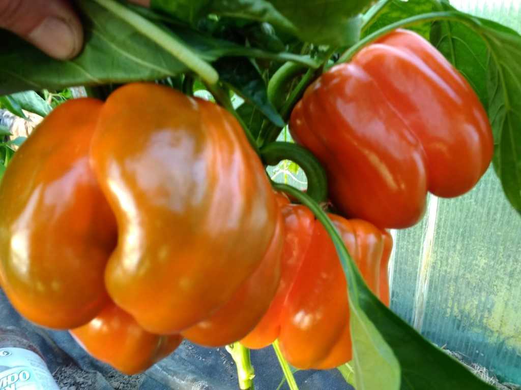 Лучшие сорта перцев: самые вкусные и урожайные