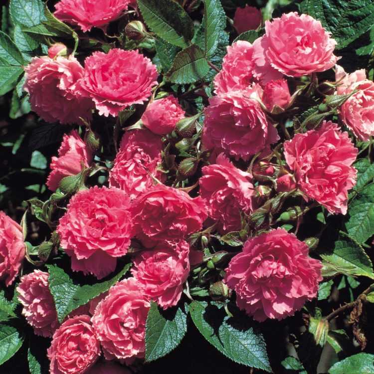 Плетистые розы: сорта, описание, фото, видео |