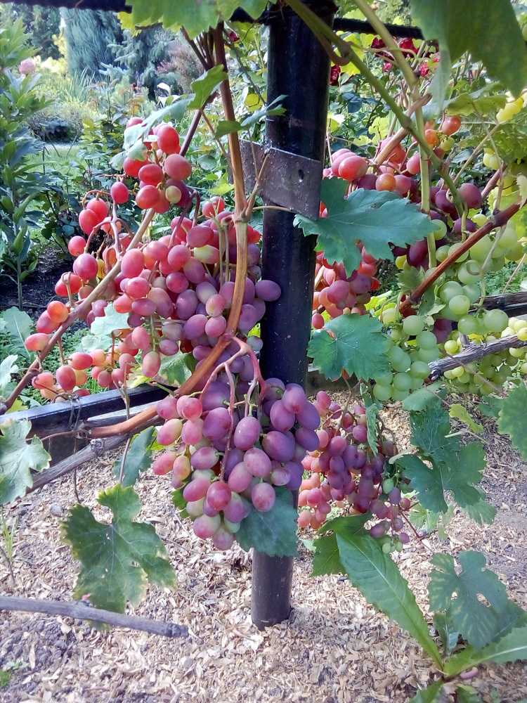 12 лучших сортов винограда для подмосковья - рейтинг 2021