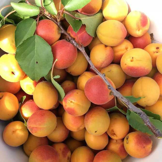 Лучшие сорта абрикоса для подмосковья - в рассаде