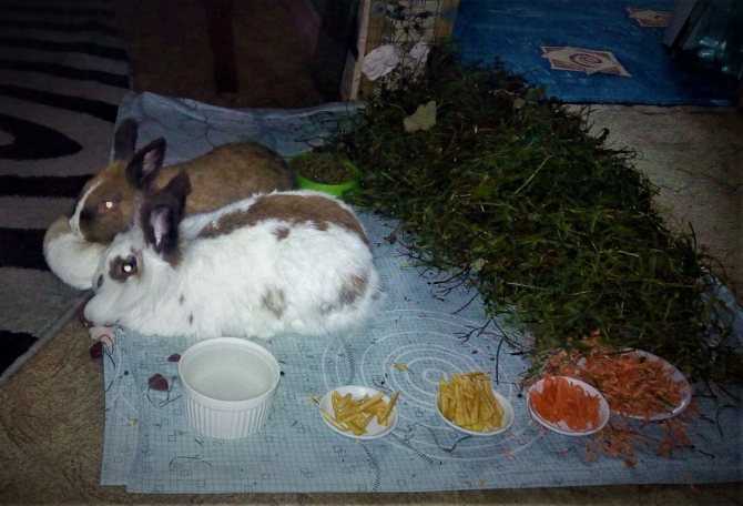 Чем кормить декоративного кролика в домашних условиях