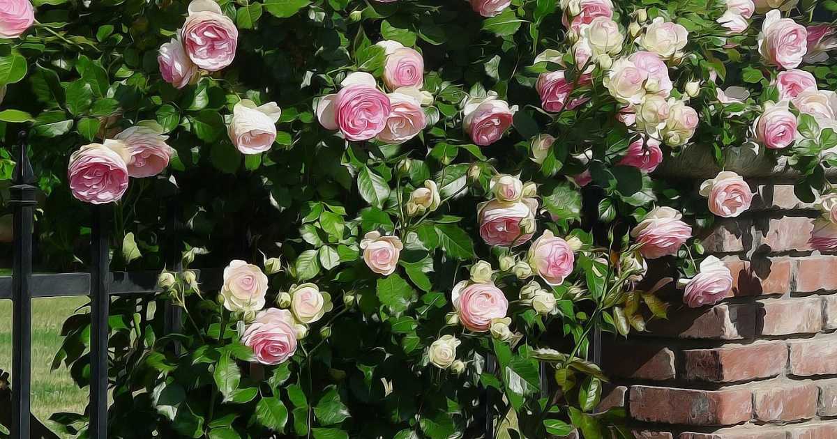 10 лучших сортов роз флорибунда