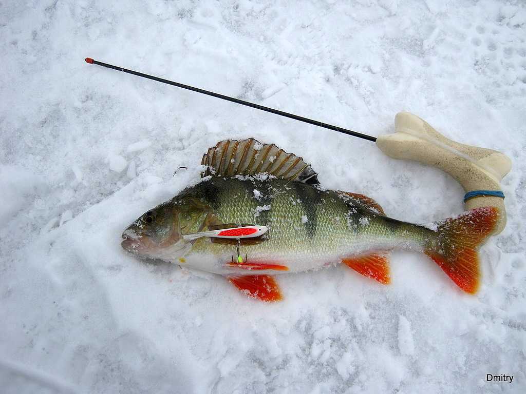 Балансир на щуку: лучшие модели для зимней рыбалки, правильный монтаж снасти и проводка, особенности ловли по первому льду