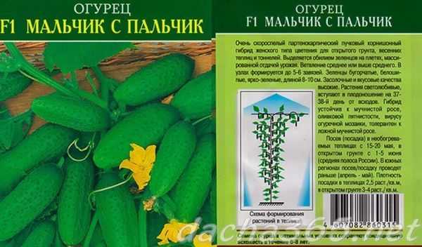 Самые высокоурожайные сорта огурцов: фото, названия и описания (каталог)