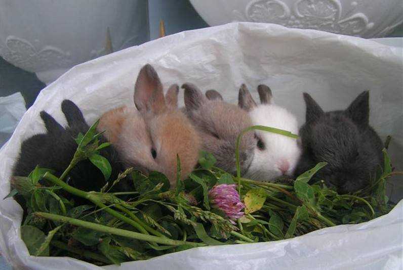Корма для кроликов: разновидности, польза и сезонность вскармливания