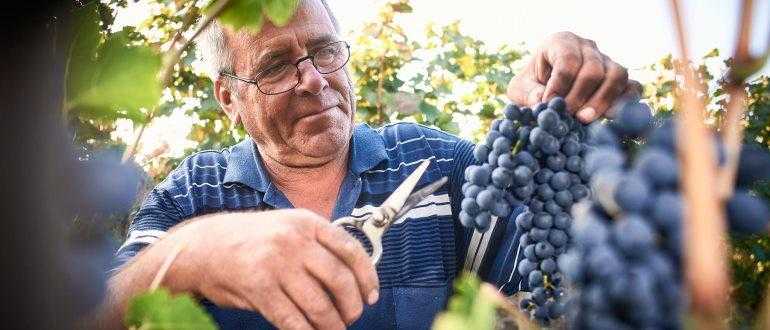 Лучшие сорта винограда для Подмосковья, севера, южных регионов   описание лучших сортов винограда, фото, отзывы садоводов