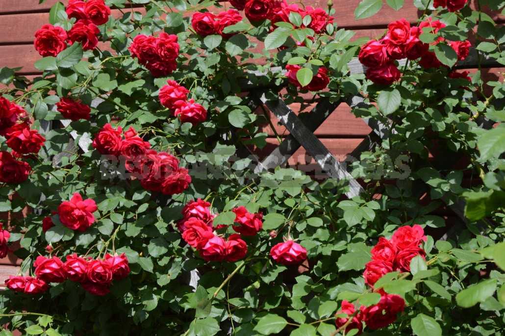Розы цветущие все лето: какие сорта розы цветут все лето напролёт