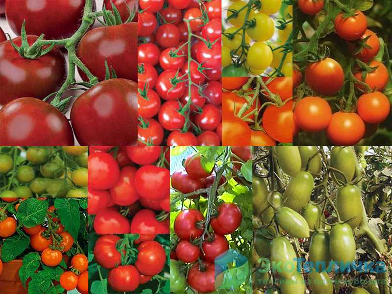 Актуальный на сегодня рейтинг лучших сортов помидор для теплиц на 2021 год.