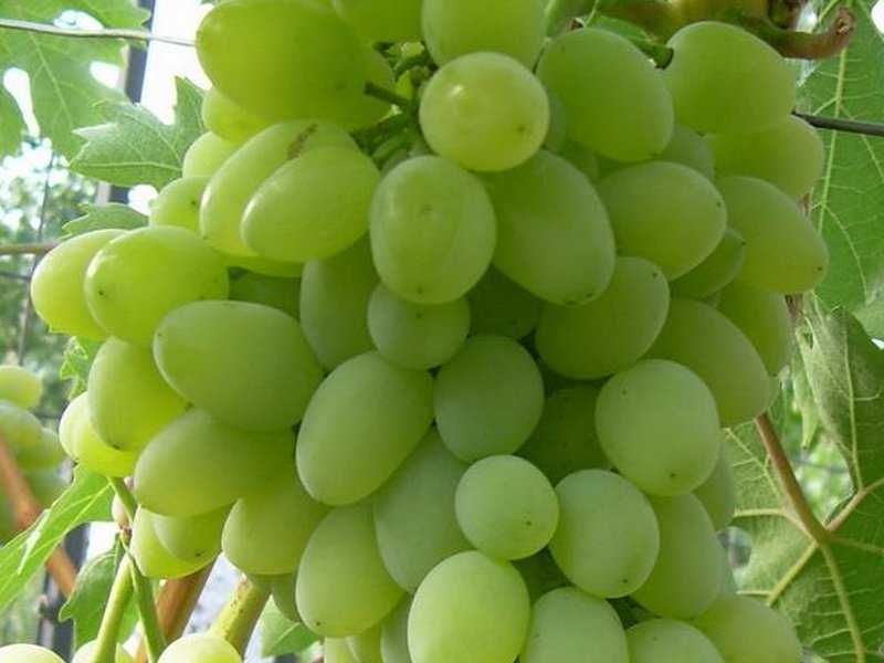 Какие сорта винограда лучше посадить в подмосковье
