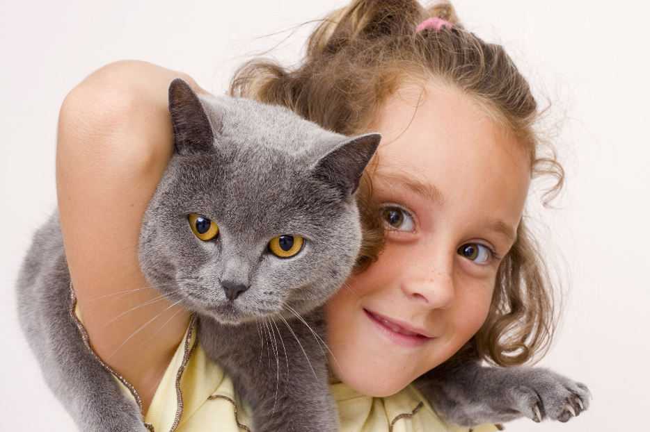 Лучшие породы кошек для ваших детей (+ фото)