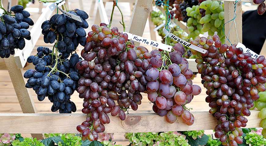 Лучшие сорта винограда для Подмосковья, севера, южных регионов   описание лучших сортов винограда, фото, отзывы садоводов