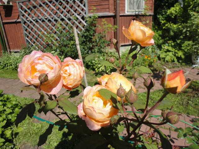 Обзор сортов роз остина — белые розы