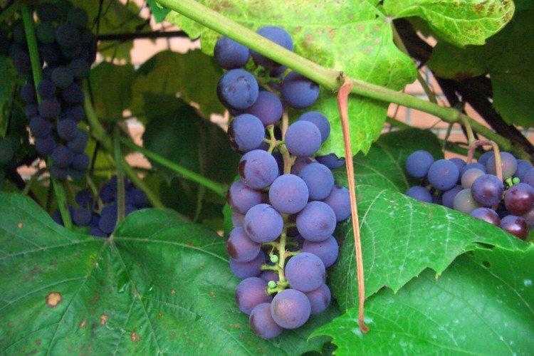 Какие сорта винограда подойдут для подмосковья. лучшие сорта, описание, особенности посадки, уход.