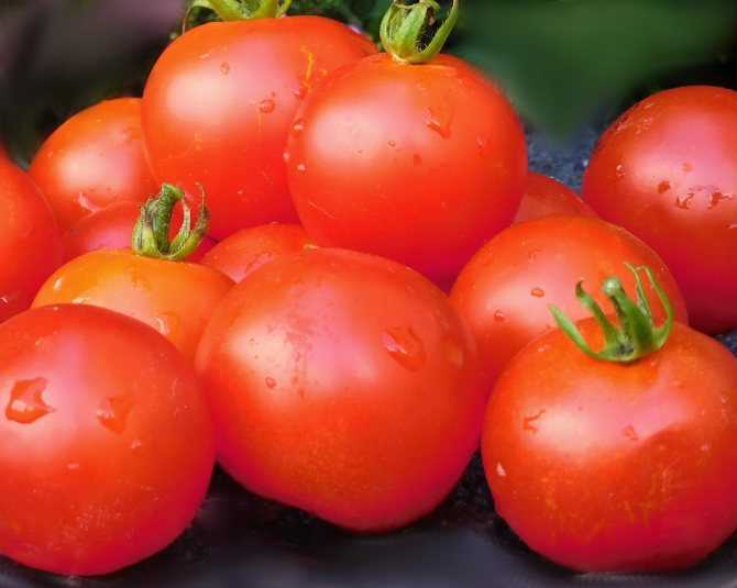 Ранние сорта томатов – для открытого грунта, высокоурожайные, лучшие для средней полосы, топ-15