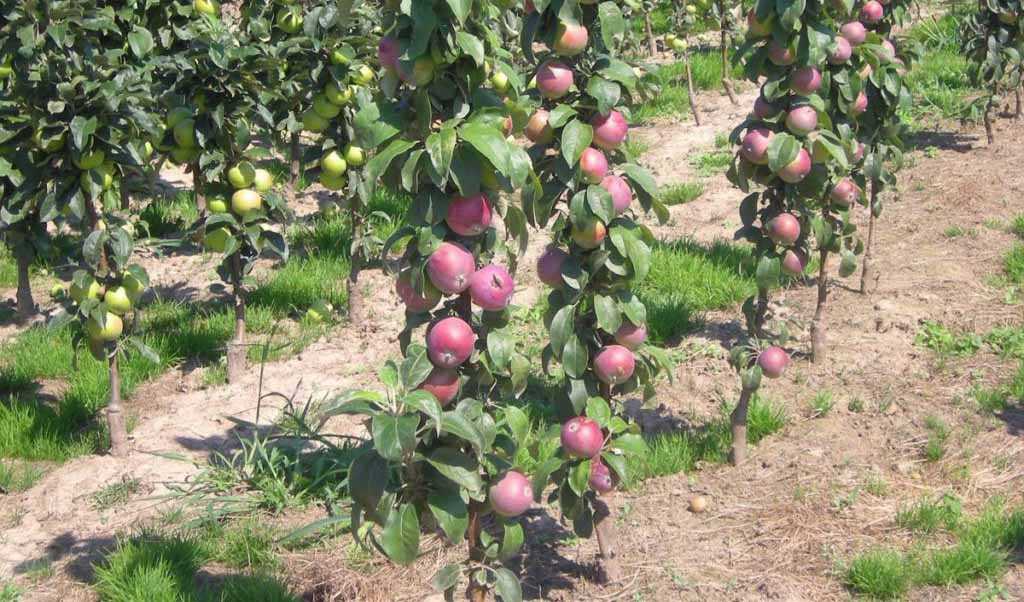 Колоновидная яблоня: сорта, выращивание, уход, отзывы и фото :: syl.ru