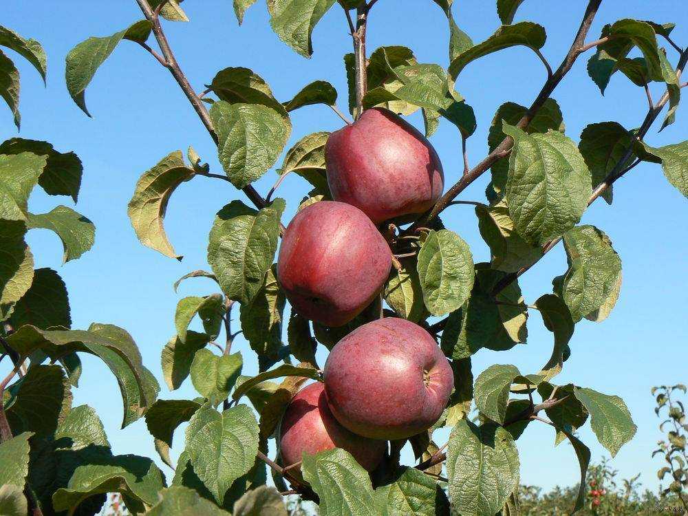 Летние сорта яблонь: описание и характеристика вида, достоинства и недостатки + фото яблок