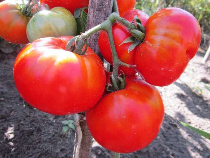 Лучшие сорта и гибриды томатов для открытого грунта для Подмосковья, Средней полосы, Сибири, южных регионов  разбираемся, какие семена помидоров самые лучшие