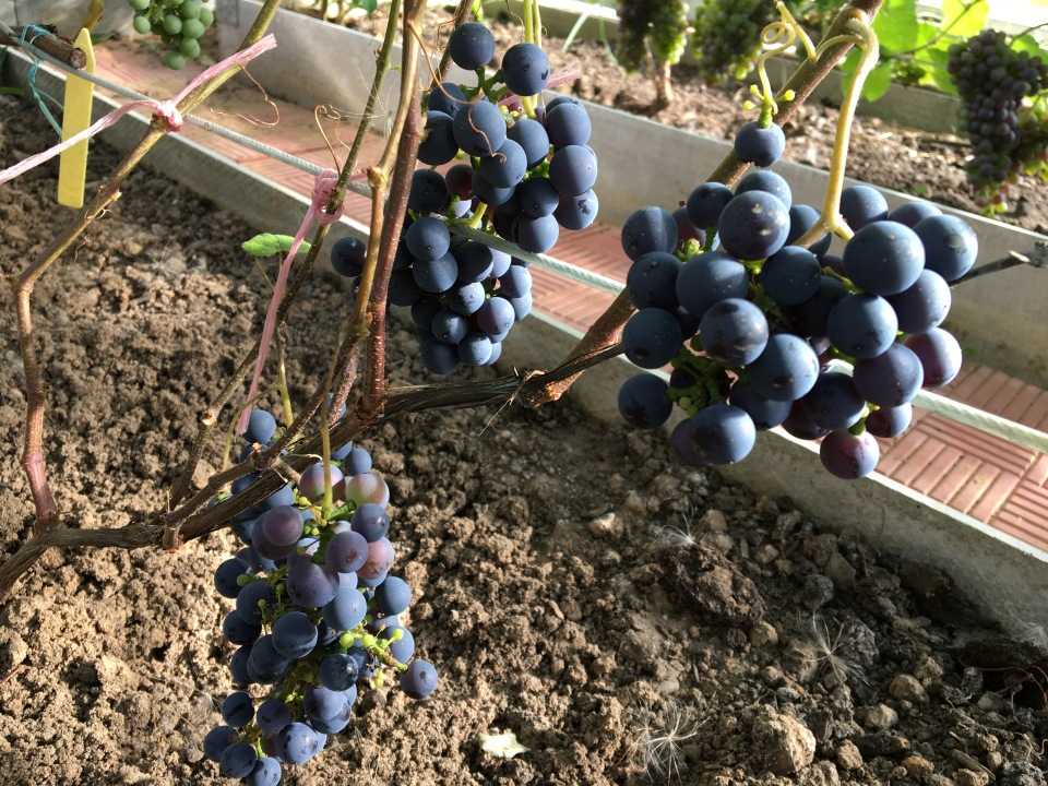 12 лучших винных сортов винограда для средней полосы