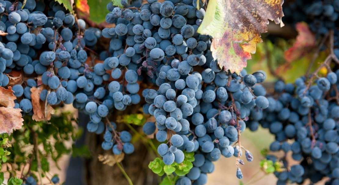 Сорта винограда для подмосковья с описанием и фото, советы по уходу