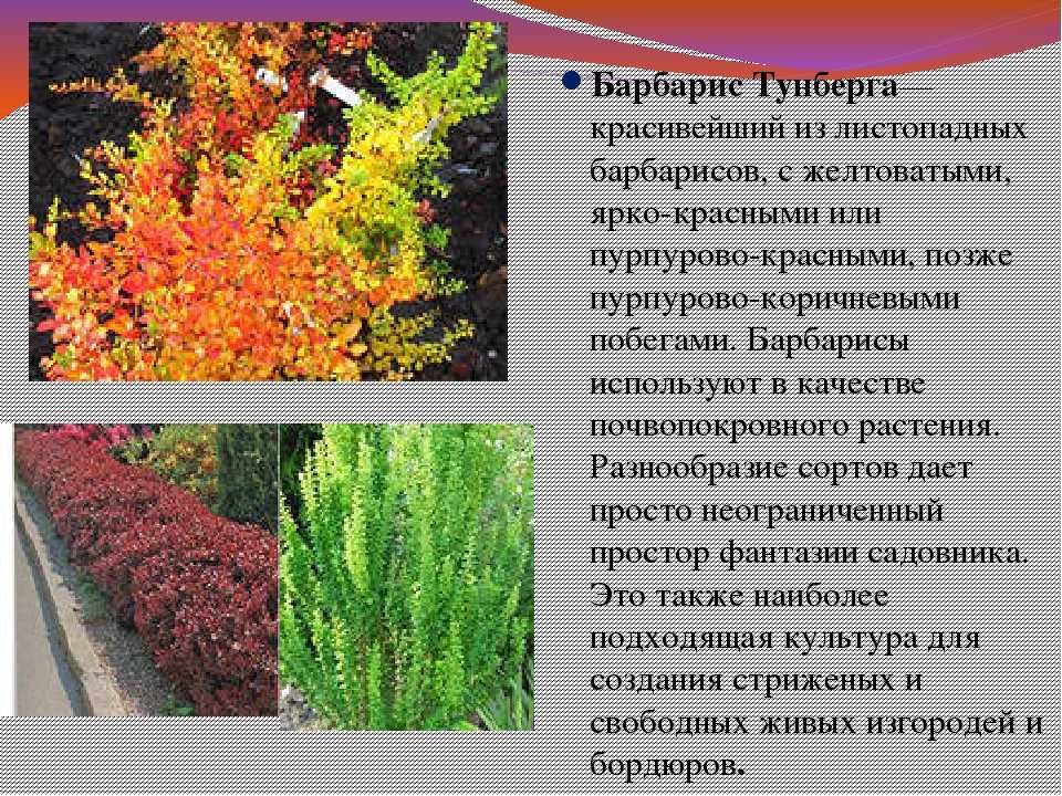 Растение барбарис - описание, декоративные виды и сорта с фото, посадка и уход, размножение и болезни