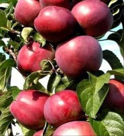 Колоновидная яблоня: сорта, описание, фото
